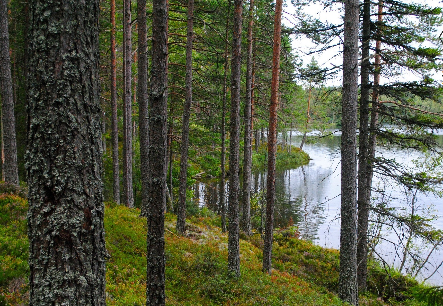 Långsiktig förvaltning